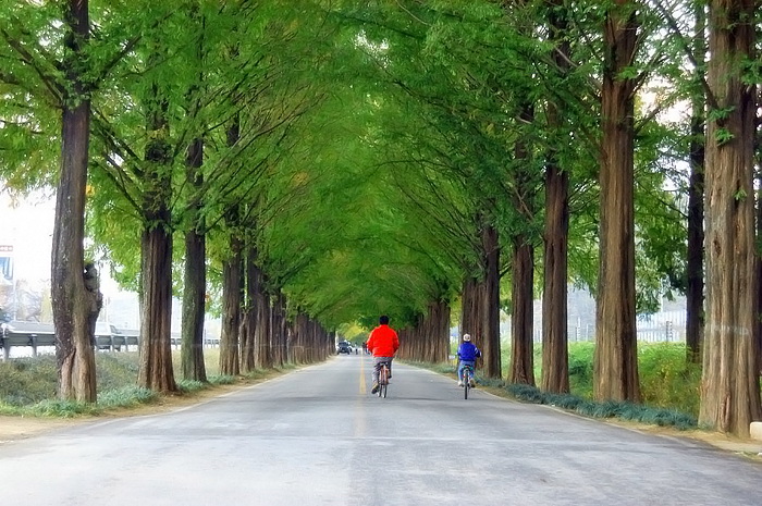 [키노]담양  메타세콰이어를 달리다.jpg